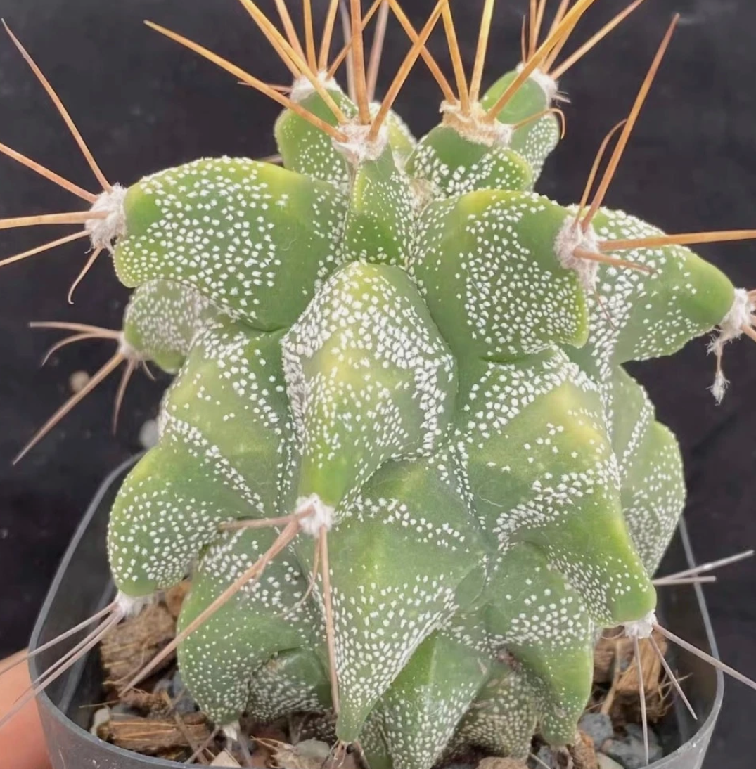 Astrophytum Ornatum 'Kikko' 10 Pieces Seeds