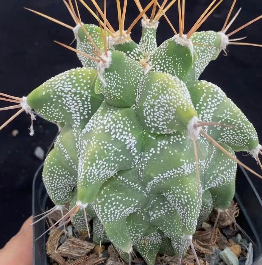 Astrophytum Ornatum 'Kikko' 10 Pieces Seeds