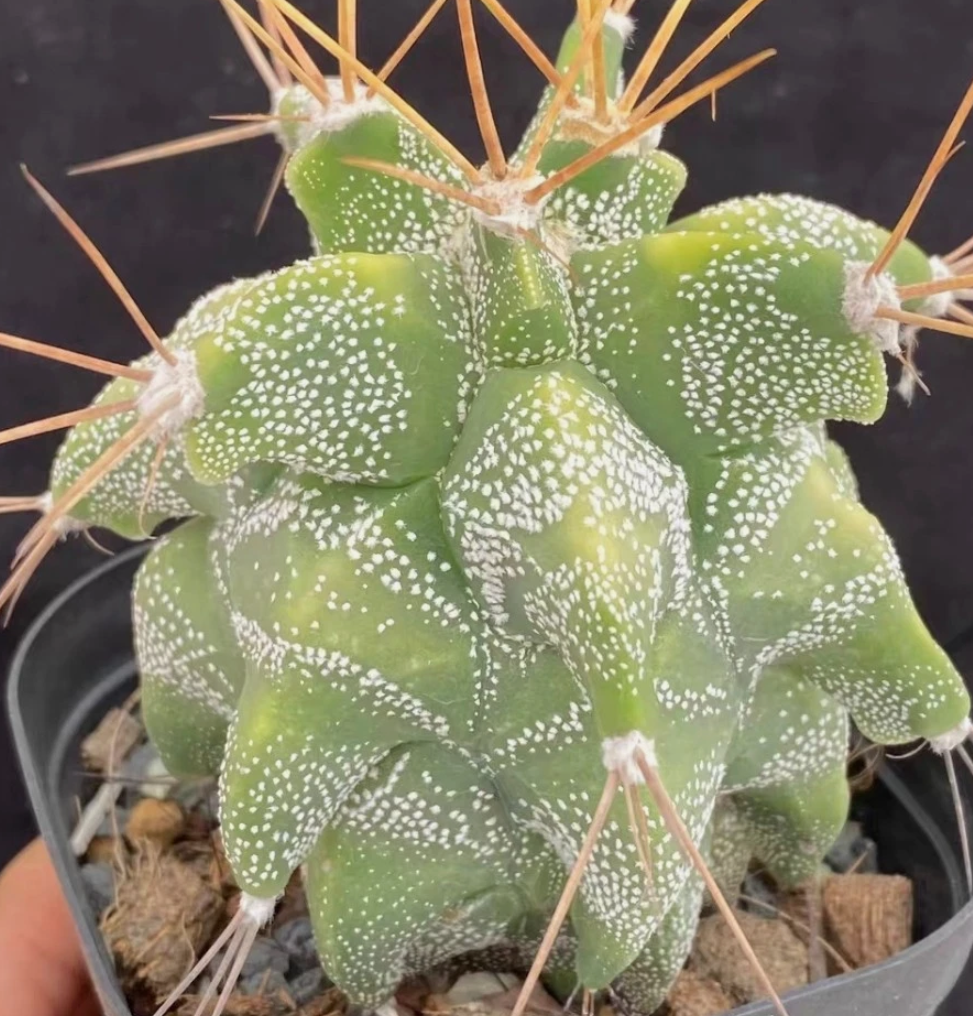 Astrophytum Ornatum 'Kikko' 10 Pieces Seeds