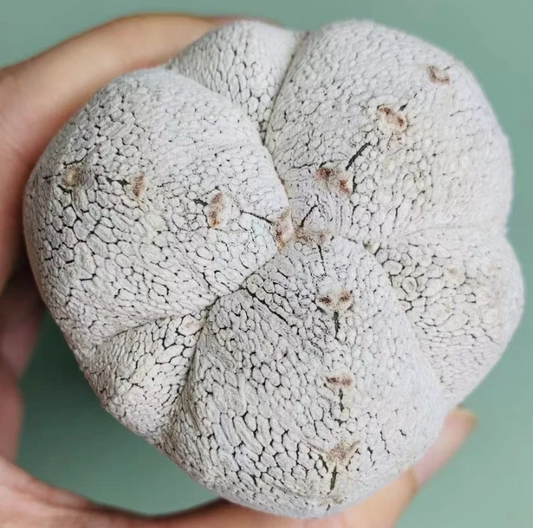 Astrophytum myriostigma 'Onzuka' 10 Pieces Seeds
