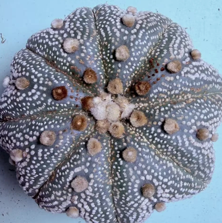 Astrophytum asterias 'Super Star' 10 Pieces Seeds