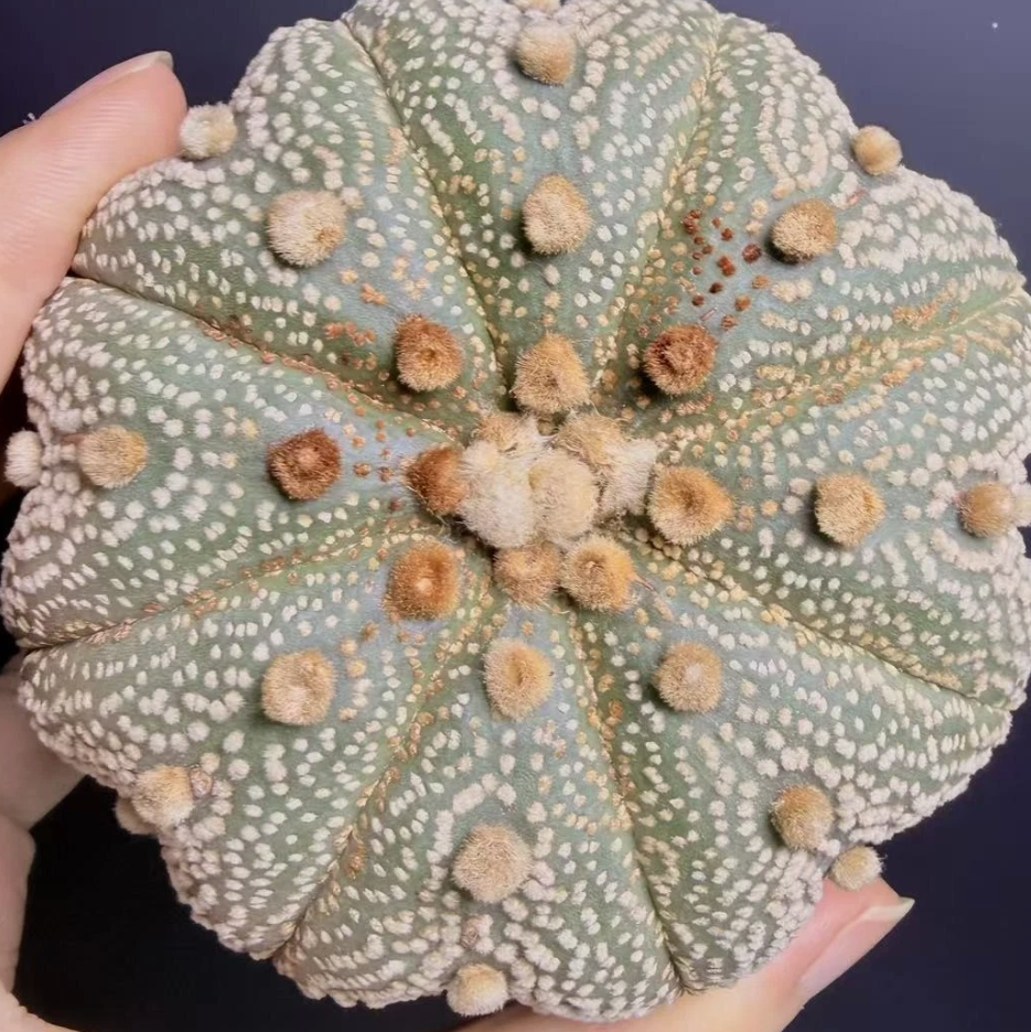 Astrophytum asterias 'Super Star' 10 Pieces Seeds