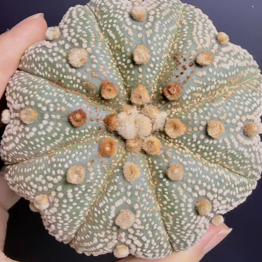 Astrophytum asterias 'Super Star' 10 Pieces Seeds