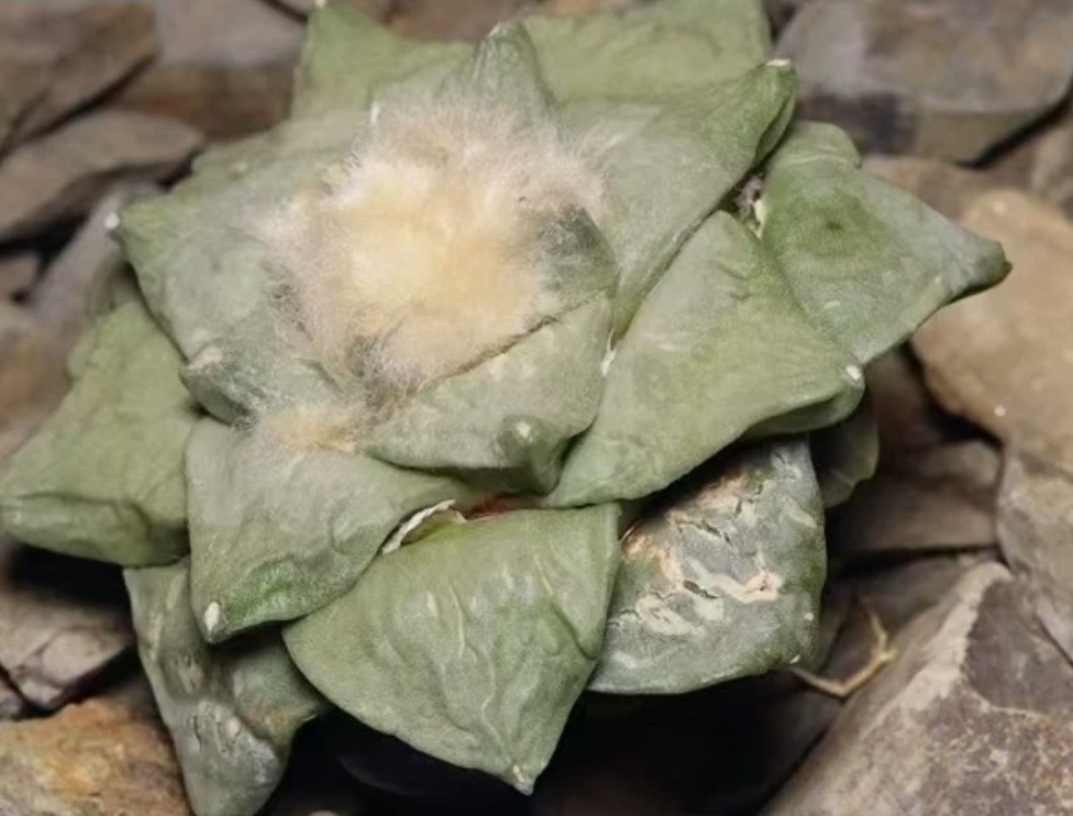 Ariocarpus retusus var. furfuraceus 10 Pieces Seeds