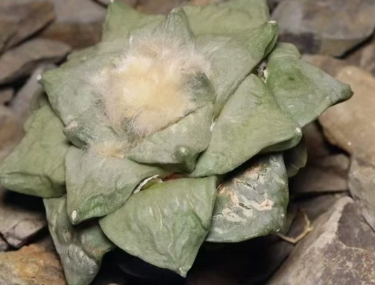 Ariocarpus retusus var. furfuraceus 10 Pieces Seeds