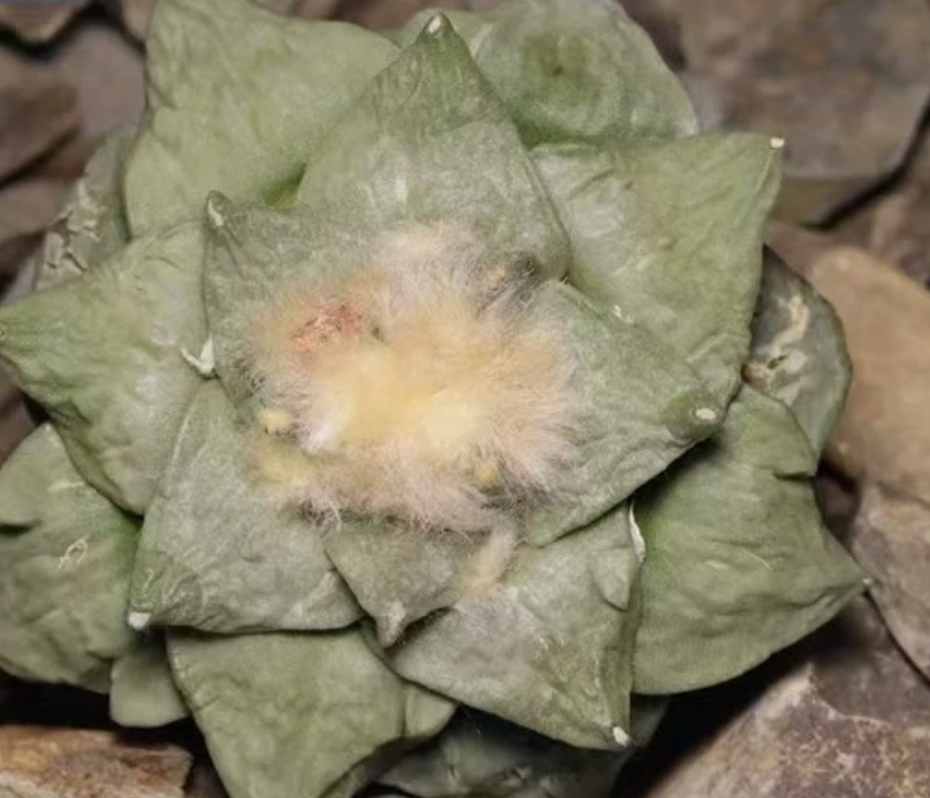Ariocarpus retusus var. furfuraceus 10 Pieces Seeds