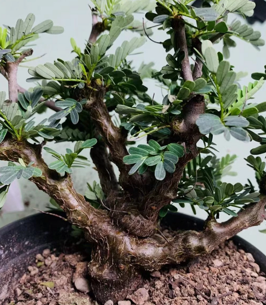 Senna meridionalis 10 Pieces Seeds