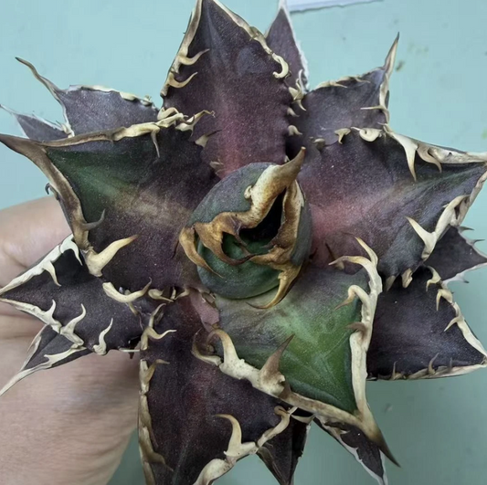 Agave 'Red Catweezle' 10 Pieces Seeds