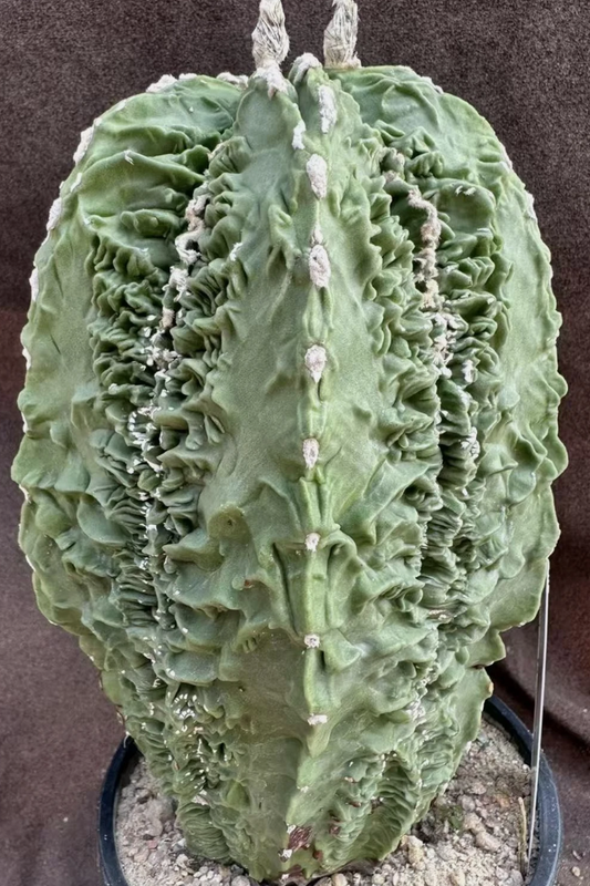 Astrophytum myriostigma cv. Fukuryiu 10 Pieces Seeds