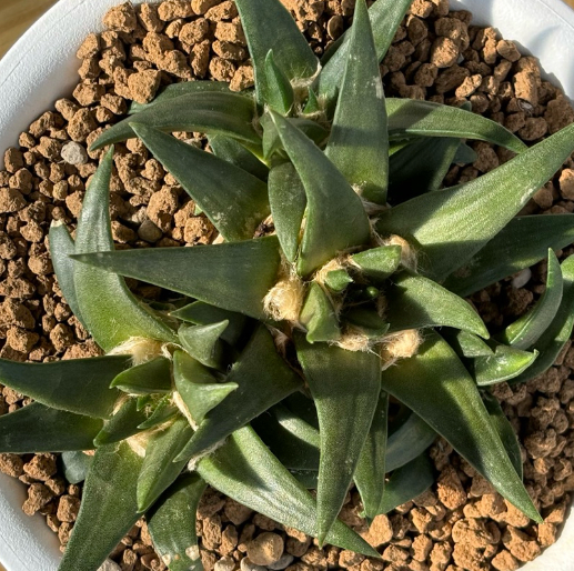 Ariocarpus Trigonus 10 Pieces Seeds