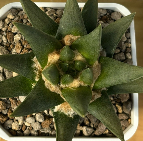 Ariocarpus Trigonus 10 Pieces Seeds