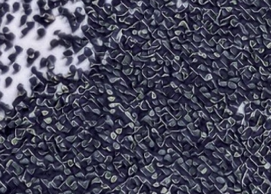 Ariocarpus Retusus Coahuila 10 Pieces Seeds