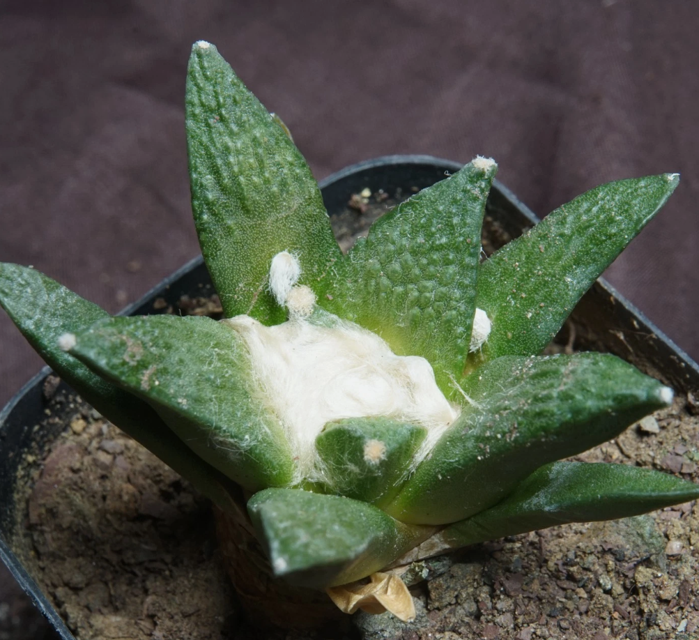 Ariocarpus fissuratus var. hintonii 10 Pieces Seeds