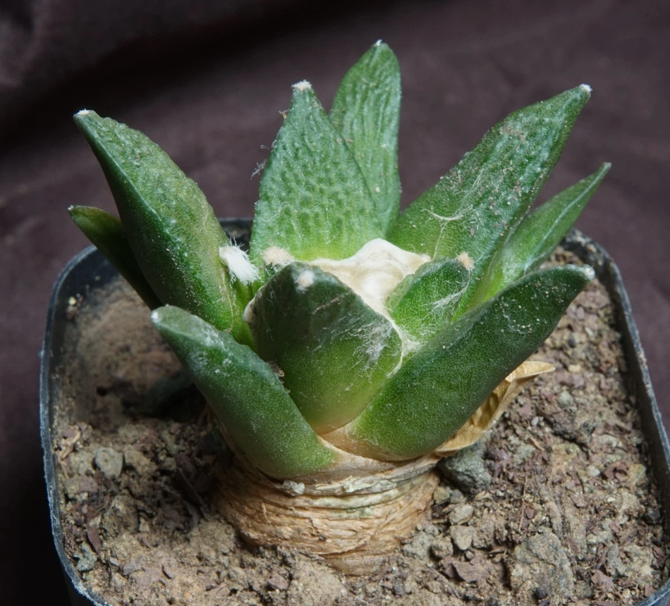 Ariocarpus fissuratus var. hintonii 10 Pieces Seeds