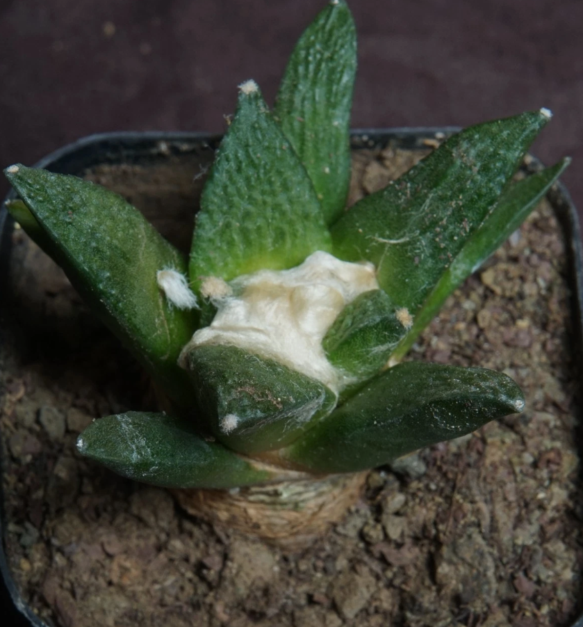 Ariocarpus fissuratus var. hintonii 10 Pieces Seeds
