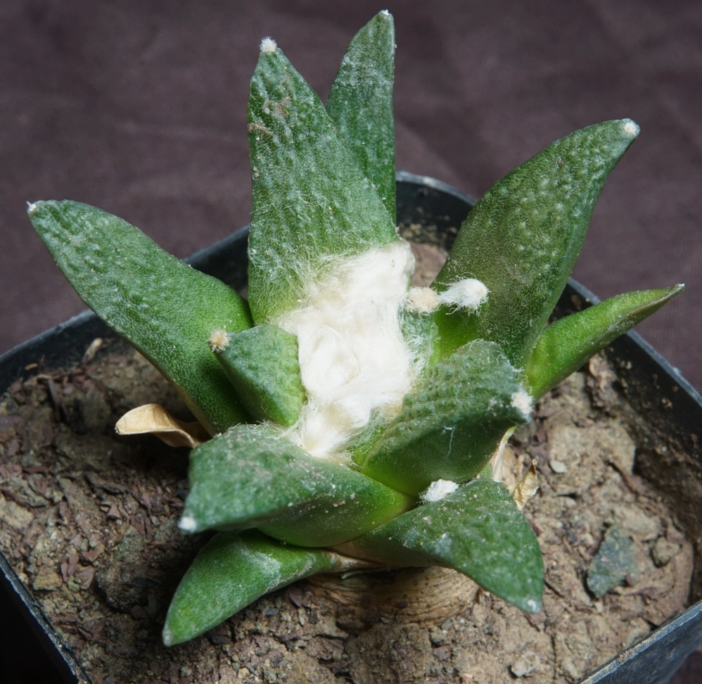 Ariocarpus fissuratus var. hintonii 10 Pieces Seeds