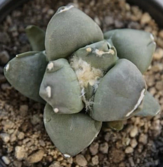 Ariocarpus Retusus cv. Mituibo 10 Pieces Seeds