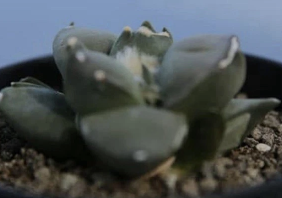 Ariocarpus Retusus cv. Mituibo 10 Pieces Seeds