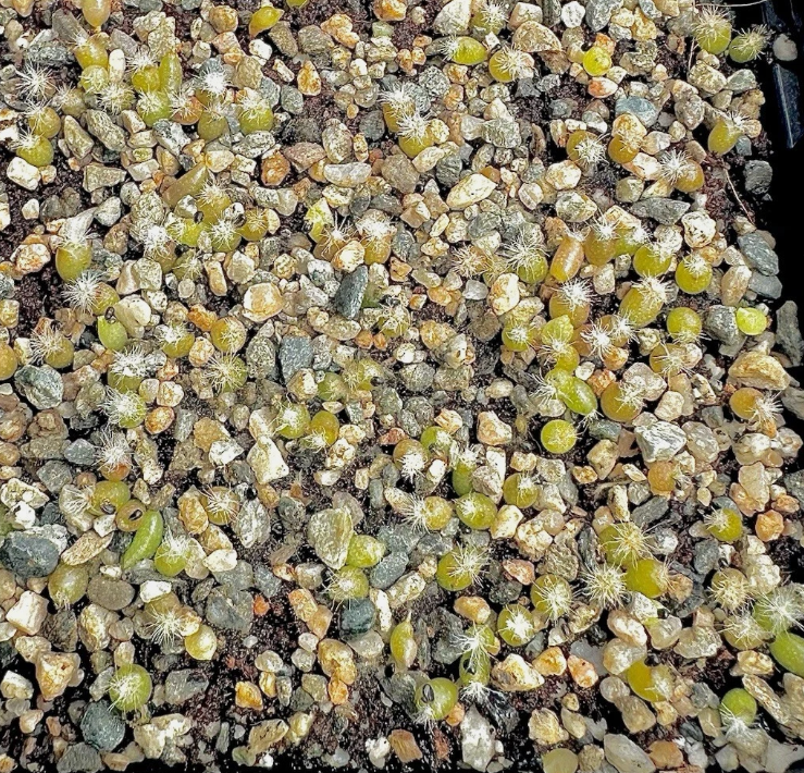 Ariocarpus Retusus cv. Mituibo 10 Pieces Seeds