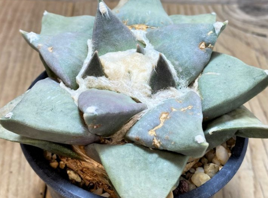 Ariocarpus Retusus Coahuila 10 Pieces Seeds