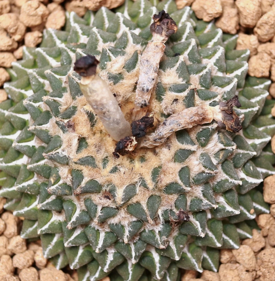 Ariocarpus kotschoubeyanus var. kotschoubeyanus 10 Pieces Seeds