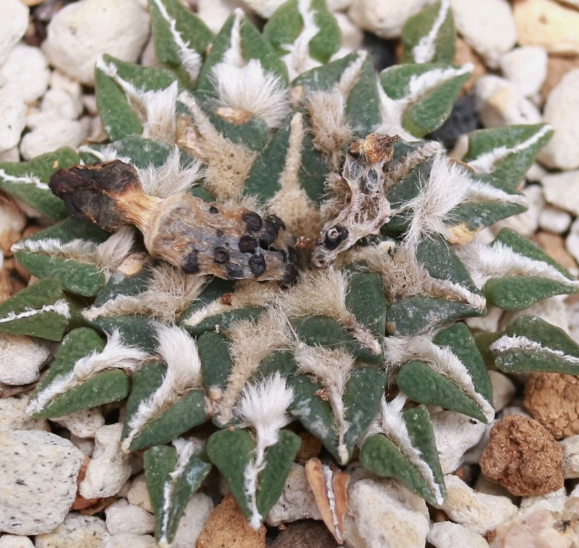 Ariocarpus kotschoubeyanus var. kotschoubeyanus 10 Pieces Seeds