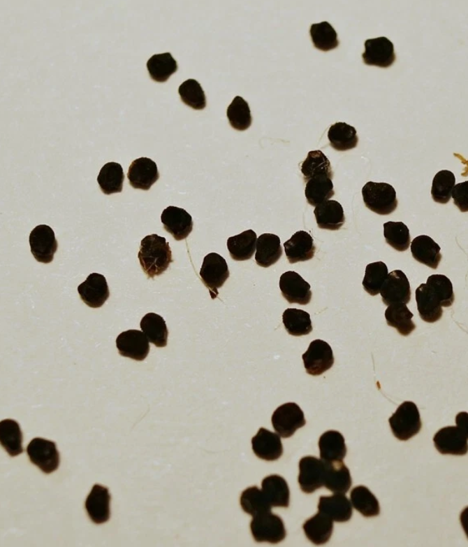 Ariocarpus kotschoubeyanus var. macdowellii 10 Pieces Seeds