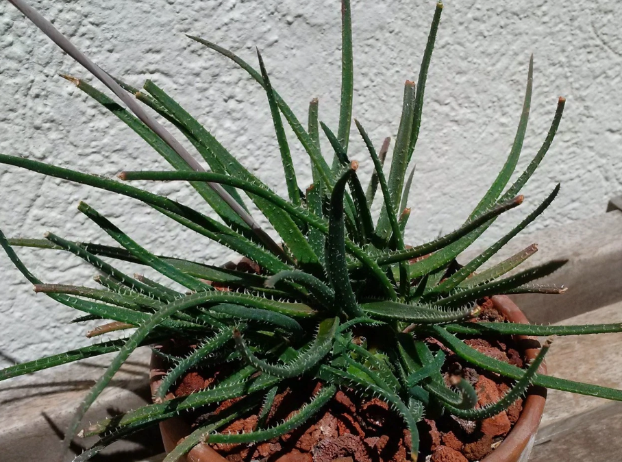 Aloe droseroides 15 Pieces Seeds