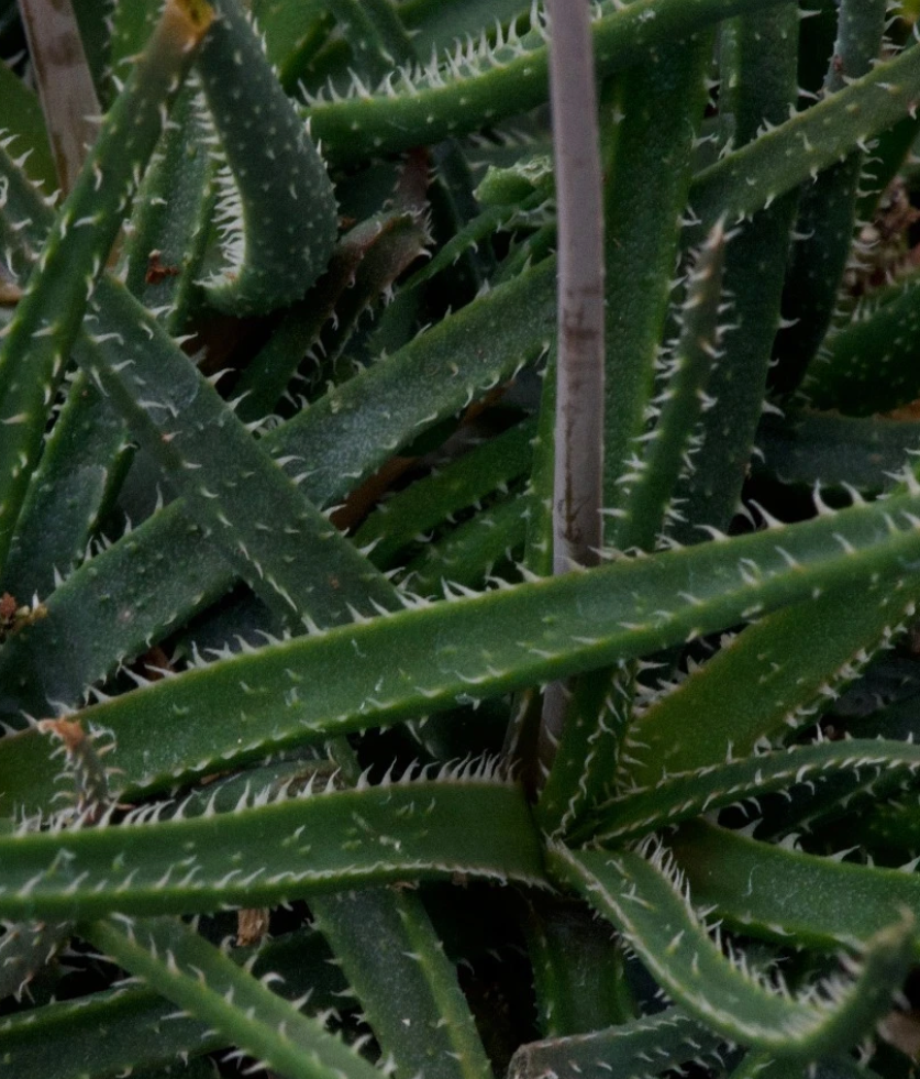 Aloe droseroides 15 Pieces Seeds
