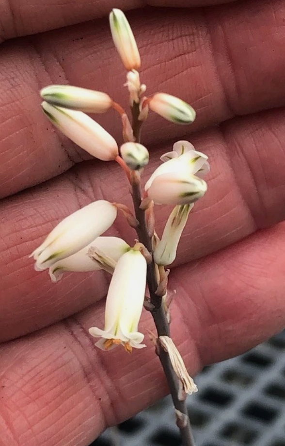 Aloe droseroides 15 Pieces Seeds