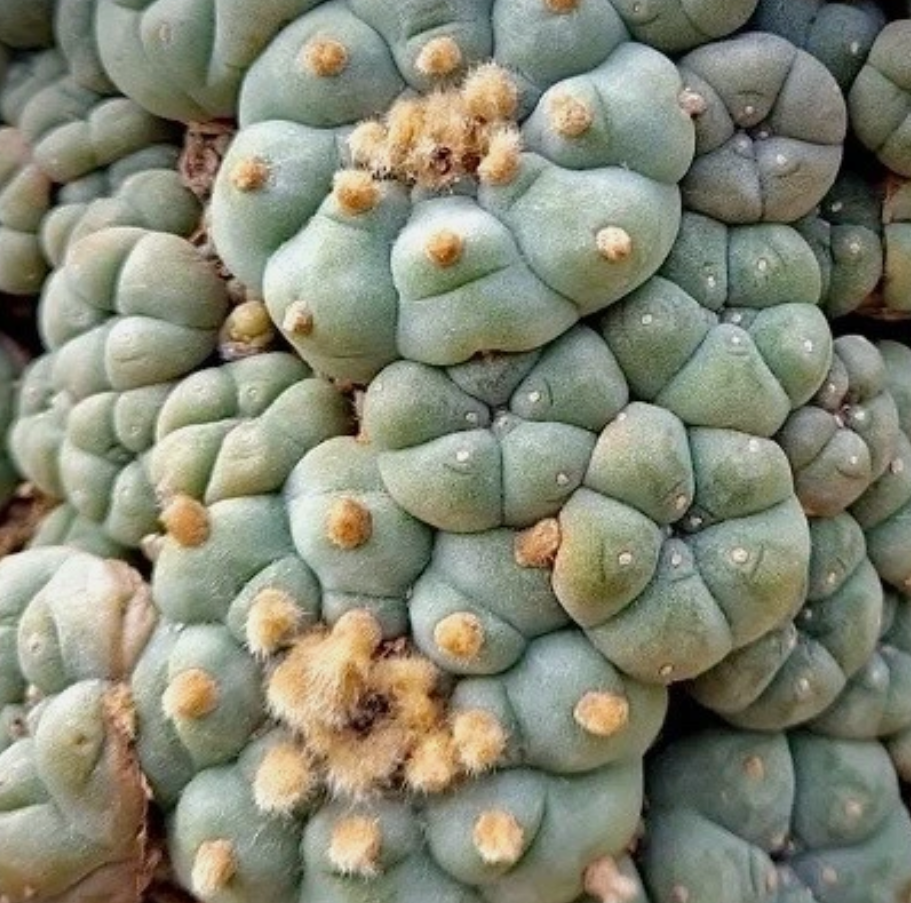 Lophophora Williamsii var. Caespitosa 10 Pieces Seeds