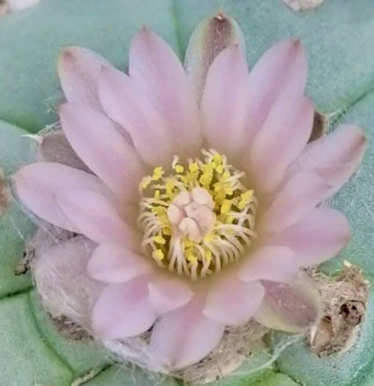Lophophora Williamsii var. Caespitosa 10 Pieces Seeds
