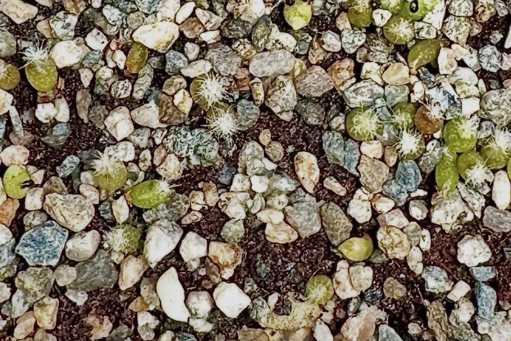 Lophophora Williamsii var. Caespitosa 10 Pieces Seeds