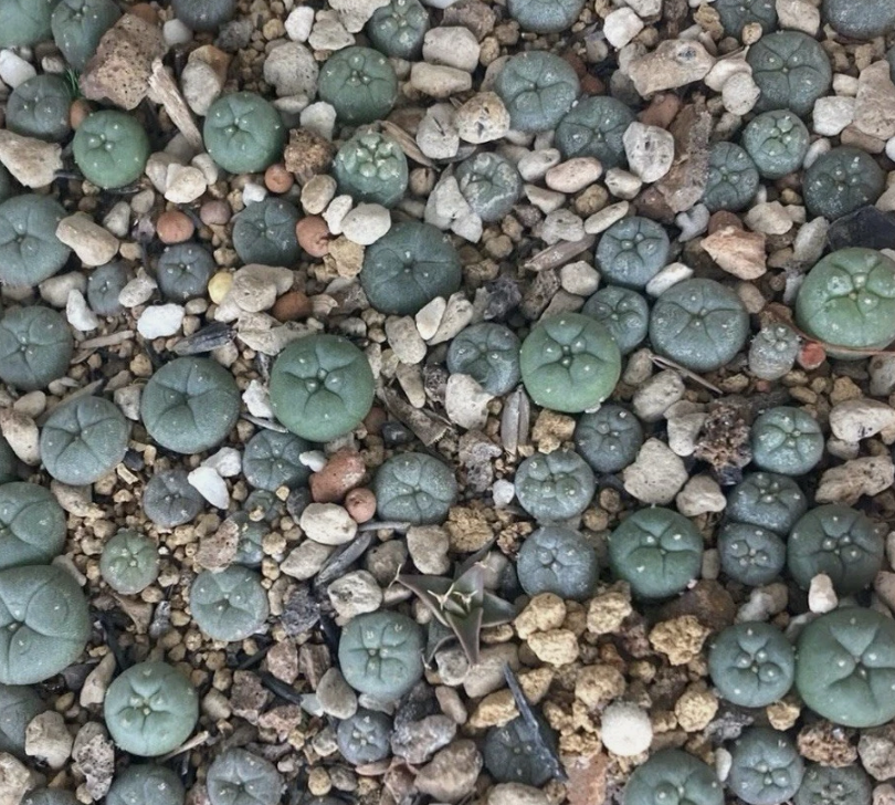 Lophophora Williamsii var. Caespitosa 10 Pieces Seeds
