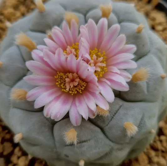 Lophophora Williamsii var. La Paloma 10 Pieces Seeds