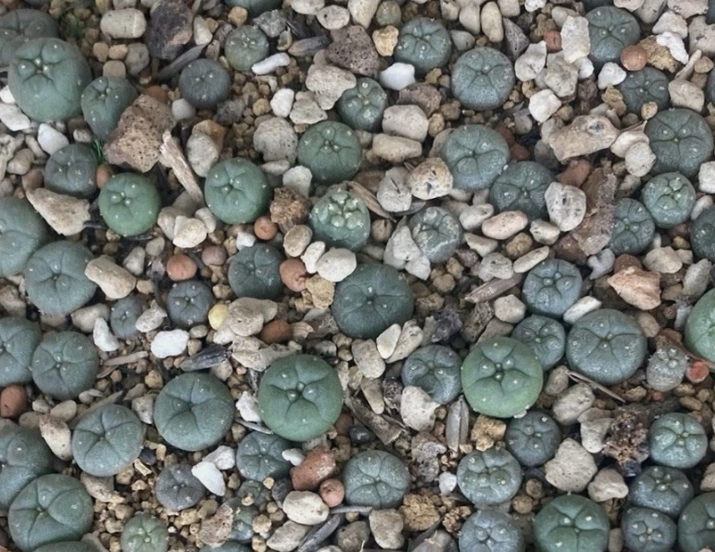 Lophophora Williamsii var. La Paloma 10 Pieces Seeds