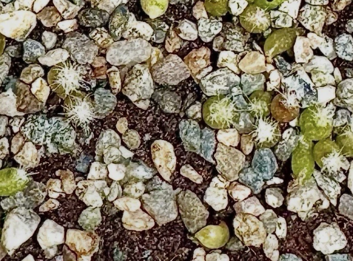 Lophophora Williamsii var. La Paloma 10 Pieces Seeds