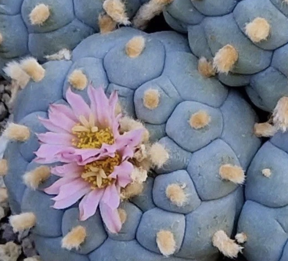 Lophophora Williamsii Northern Form 10 Pieces Seeds
