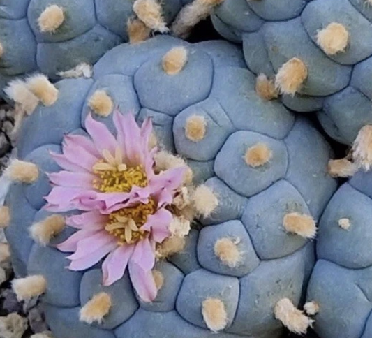 Lophophora Williamsii Northern Form 10 Pieces Seeds