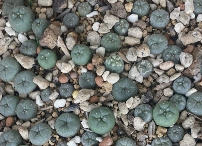 Lophophora Williamsii Northern Form 10 Pieces Seeds