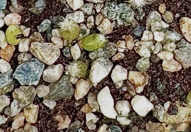 Lophophora Williamsii Northern Form 10 Pieces Seeds