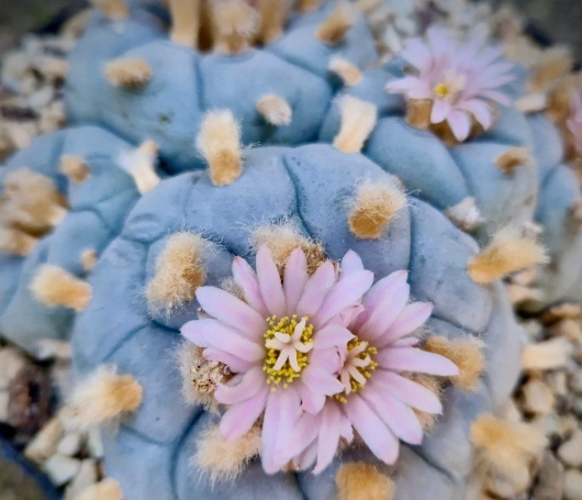 Lophophora Williamsii Tecolote 10 Pieces Seeds
