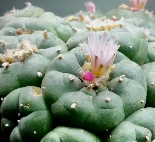 Lophophora williamsii var. Rio Grande 10 Pieces Seeds