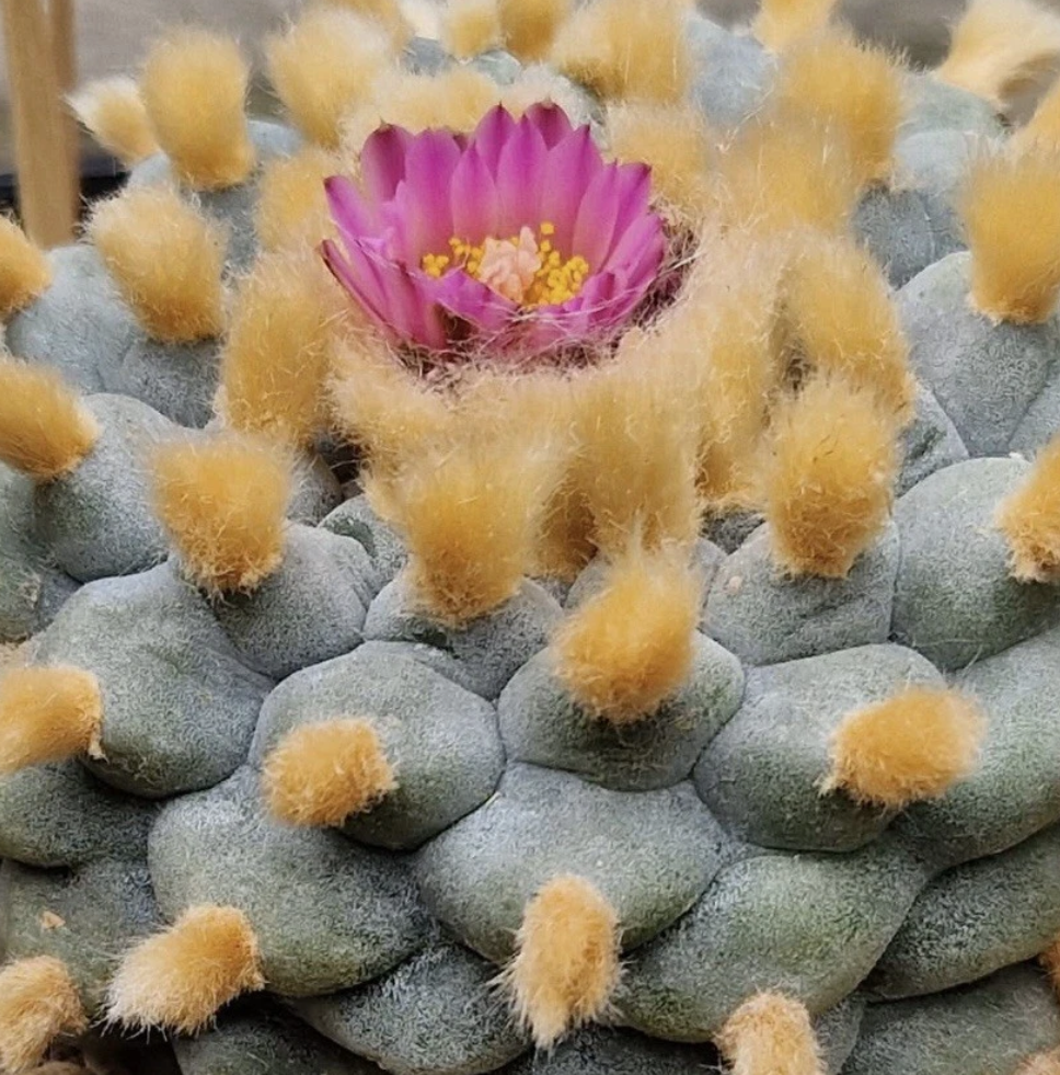 Lophophora williamsii v. El Retiro 10 Pieces Seeds