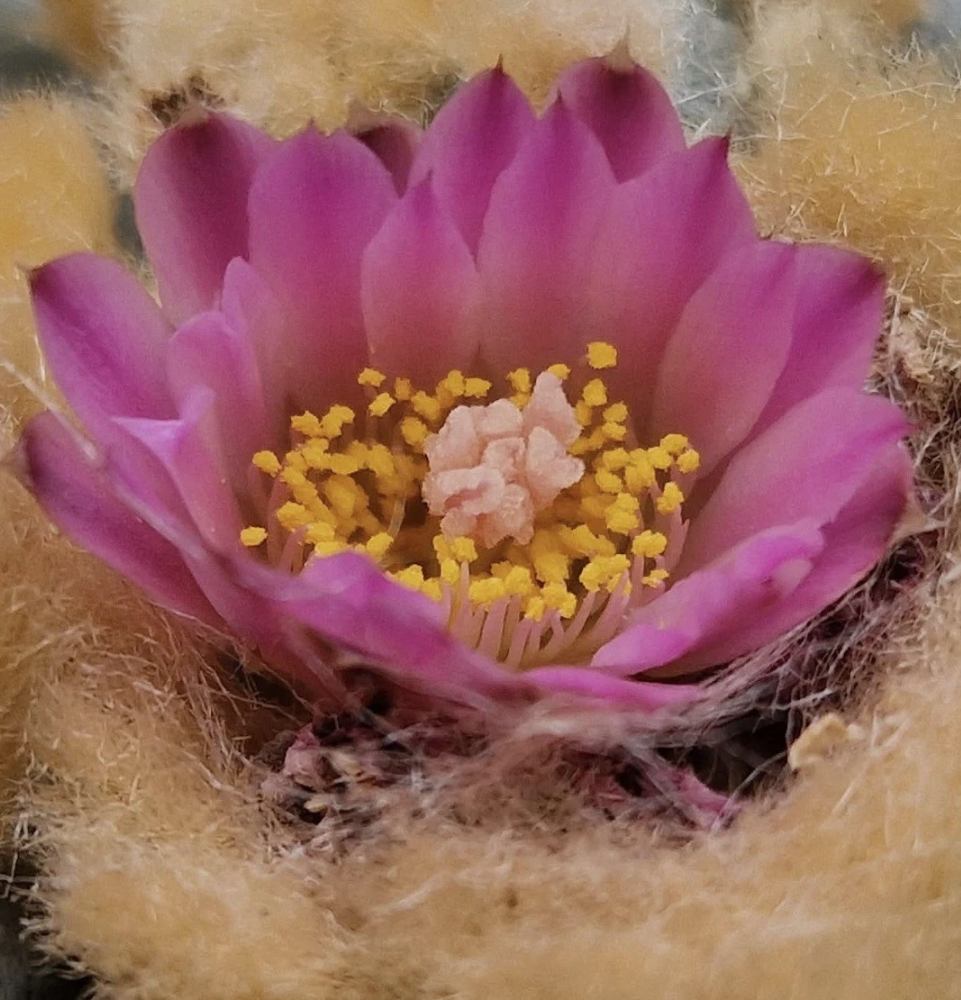 Lophophora williamsii v. El Retiro 10 Pieces Seeds