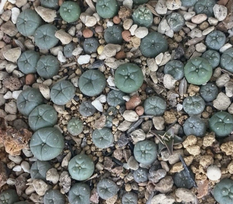 Lophophora williamsii v. Sierra de La Paila 10 Pieces Seeds