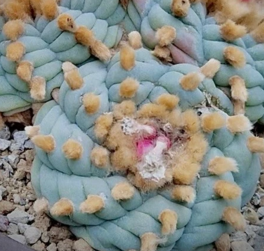 Lophophora williamsii v. Sierra de La Paila 10 Pieces Seeds