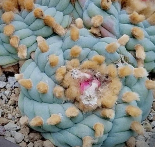 Lophophora williamsii v. Sierra de La Paila 10 Pieces Seeds