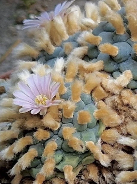 Lophophora Williamsii var. San Antonio 10 Pieces Seeds
