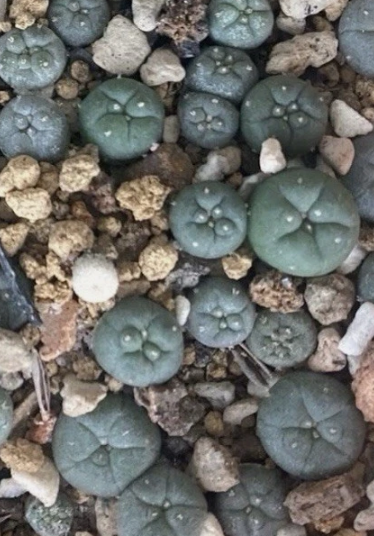 Lophophora Williamsii var. San Antonio 10 Pieces Seeds